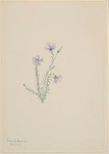  by Mary Vaux Walcott