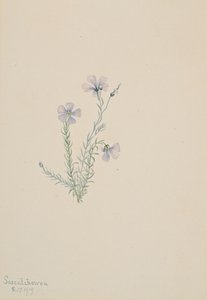 Yabani Keten Linum lewisii, 1919 by Mary Vaux Walcott