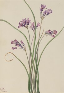 Yabani Sümbül (Brodiaea pulchella) by Mary Vaux Walcott