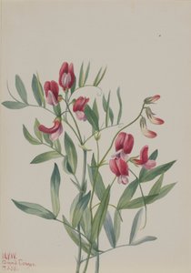 Yabani Bezelye Lathyrus decaphyllus, 1938.