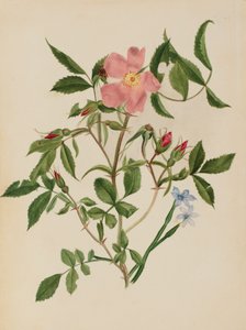 Yabani Gül ve Mavi gözlü Çimen Rosa türleri ve Sisyrinchium türleri, n.d. by Mary Vaux Walcott
