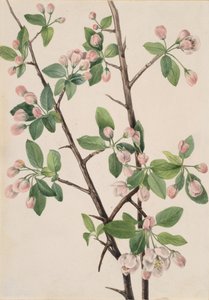 Vahşi Tatlı Yengeç Malus coronaria, 1920. by Mary Vaux Walcott