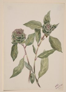  by Mary Vaux Walcott