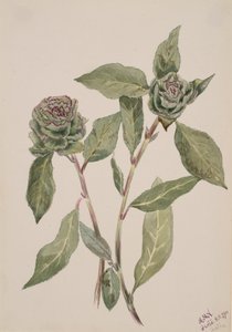 Söğüt Salix, 1900. by Mary Vaux Walcott