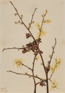 Cadı Fındığı (Hamamelis virginiana) by Mary Vaux Walcott