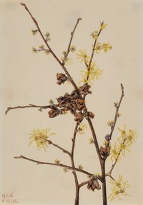 Cadı Hazel Hamamelis virginiana, 1922. by Mary Vaux Walcott