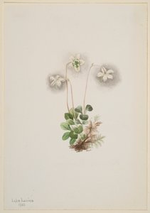 Orman Perisi Moneses uniflora, 1902. by Mary Vaux Walcott