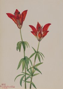 Ahşap Zambak Lilium philadelphicum, 1932. by Mary Vaux Walcott