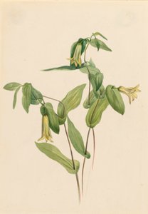 Ahşap Merrybells Uvularia perfoliata, n.d. by Mary Vaux Walcott