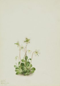  by Mary Vaux Walcott