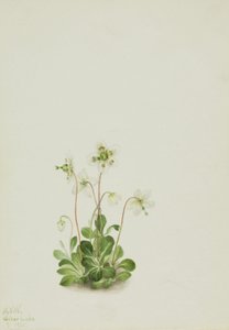 Orman Perisi Moneses uniflora, 1925. by Mary Vaux Walcott