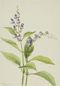 Ahşap Kafatası Scutellaria serrata, 1917. by Mary Vaux Walcott