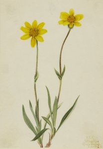  by Mary Vaux Walcott