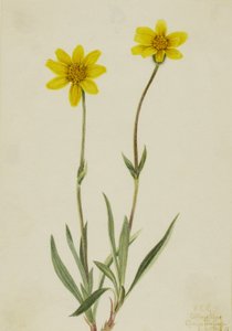 Yünlü Arnica Arnica tomentosa, 1920. by Mary Vaux Walcott