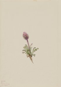 Yünlü Fleabane Erigeron lanatus, 1921. by Mary Vaux Walcott