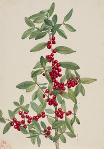  by Mary Vaux Walcott