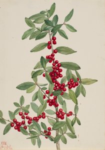 Yaupon İlex vomitoria, 1926 by Mary Vaux Walcott