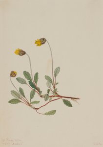 Sarı Kurbağa (Dryas drummondii) by Mary Vaux Walcott