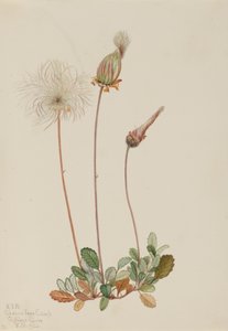 Sarı Dryad meyvesi Dryas drummondii, 1920. by Mary Vaux Walcott