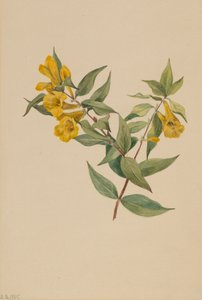Sarı Jessamine Gelsemium sempervirens, 1905. by Mary Vaux Walcott