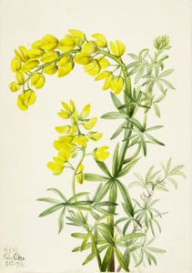  by Mary Vaux Walcott