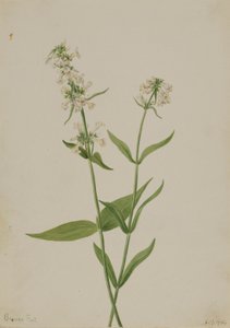  by Mary Vaux Walcott