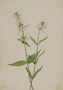 Sarı Penstemon Penstemon konfertus, 1904. by Mary Vaux Walcott
