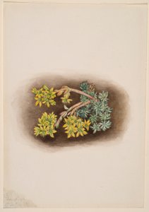  by Mary Vaux Walcott