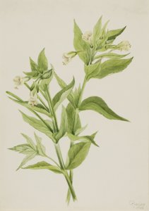  by Mary Vaux Walcott