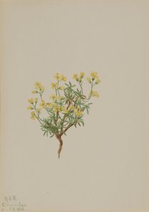  by Mary Vaux Walcott