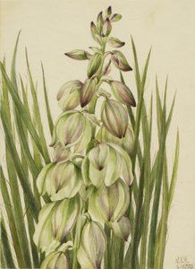  by Mary Vaux Walcott