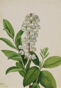 Zenobia Zenobia cassinifolia, 1927. by Mary Vaux Walcott
