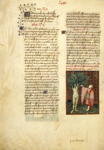 Harley 4431 , f.134v Apollo ve Daphne, 