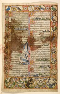 Ekle. 28841, f.1, Hayvanların yaşadığı eşkenar dörtgen, yuvarlak ve dört yapraklı geometrik tam sayfa kenarlıklar ve figüratif sahneler: Kuşlar, sürüngenler ve hayvanlar, diğer canlılara saldıran aslanlar ve birbirleriyle savaşan kuşlar, bir horoz, bir bay
