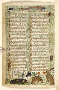 Ekle. 28841, f.6v: Bir tırtıl, yusufçuk ve bir güve dahil tavşanlar ve böcekler, bir Treatise on the Virtues and Vices ve Sicilya