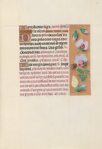 İspanya Kraliçesi Katolik Kraliçe Isabella