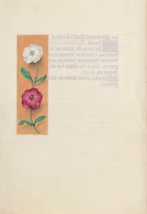  by Master of the First Prayerbook of Maximillian