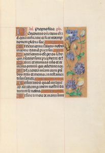  by Master of the First Prayerbook of Maximillian