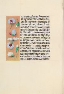 İspanya Kraliçesi Katolik Kraliçe Isabella