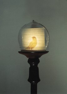  by Mat Collishaw
