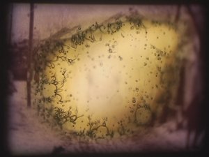  by Mat Collishaw