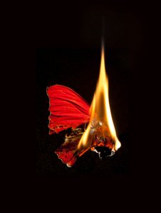  by Mat Collishaw
