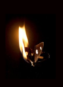  by Mat Collishaw