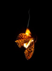  by Mat Collishaw