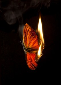  by Mat Collishaw
