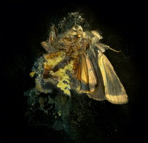  by Mat Collishaw