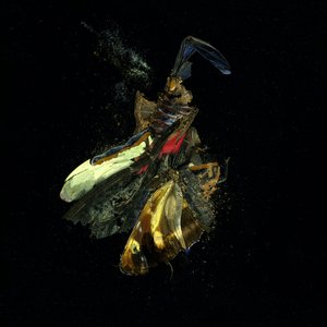  by Mat Collishaw