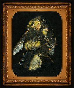  by Mat Collishaw
