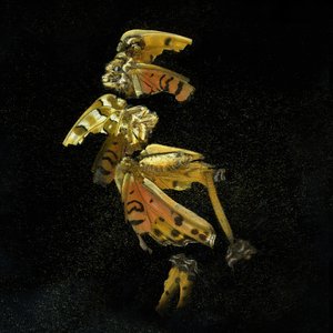  by Mat Collishaw