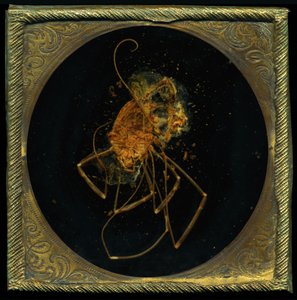  by Mat Collishaw